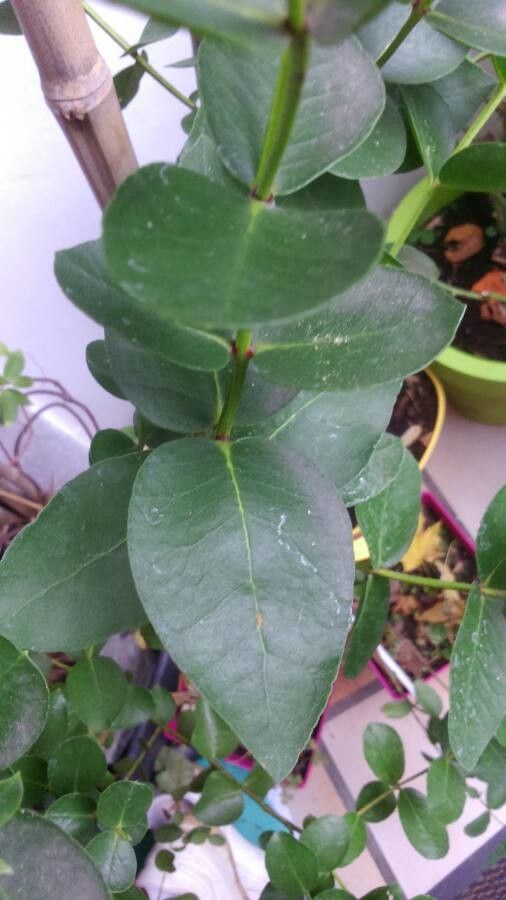 Eucalyptus subcrenulata — search result for 'Eucalyptus'