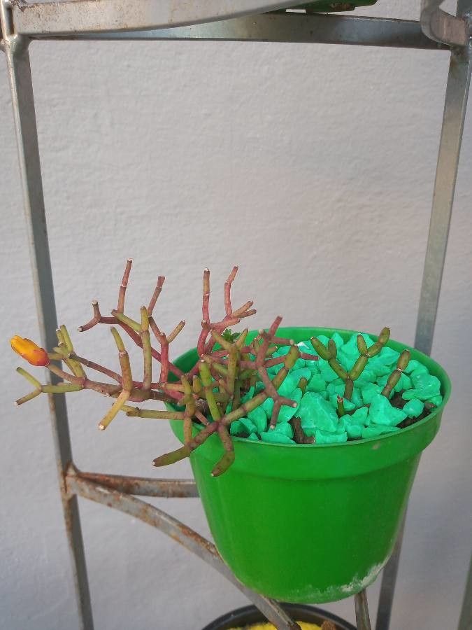 Hatiora cylindrica leaf