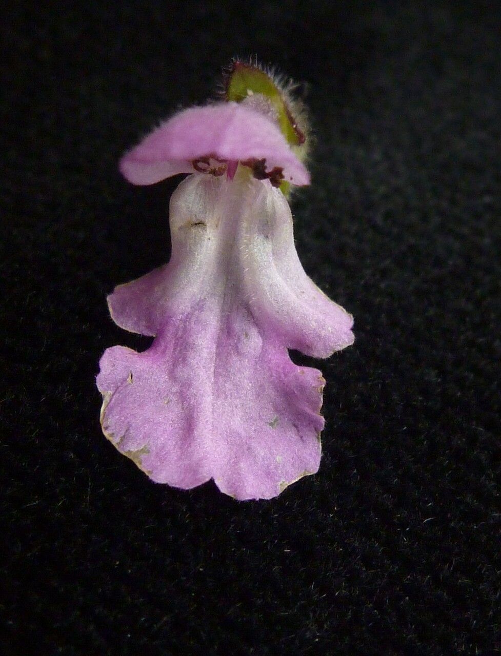 Stachys melissifolia — houseplant care guide