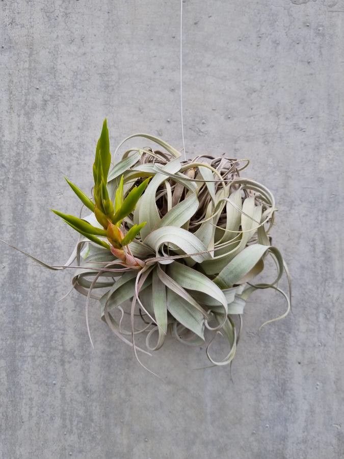 Tillandsia xerographica flower