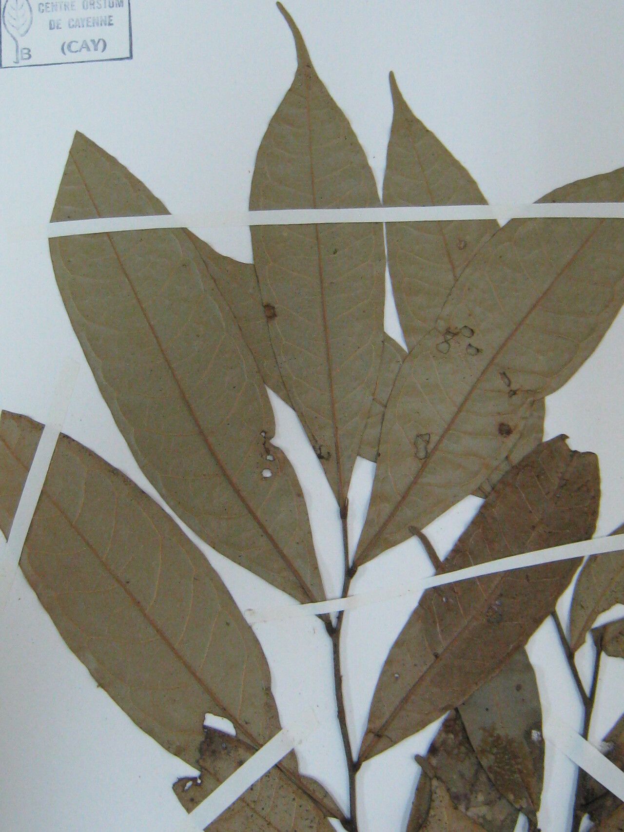 Duguetia paraensis — houseplant care guide