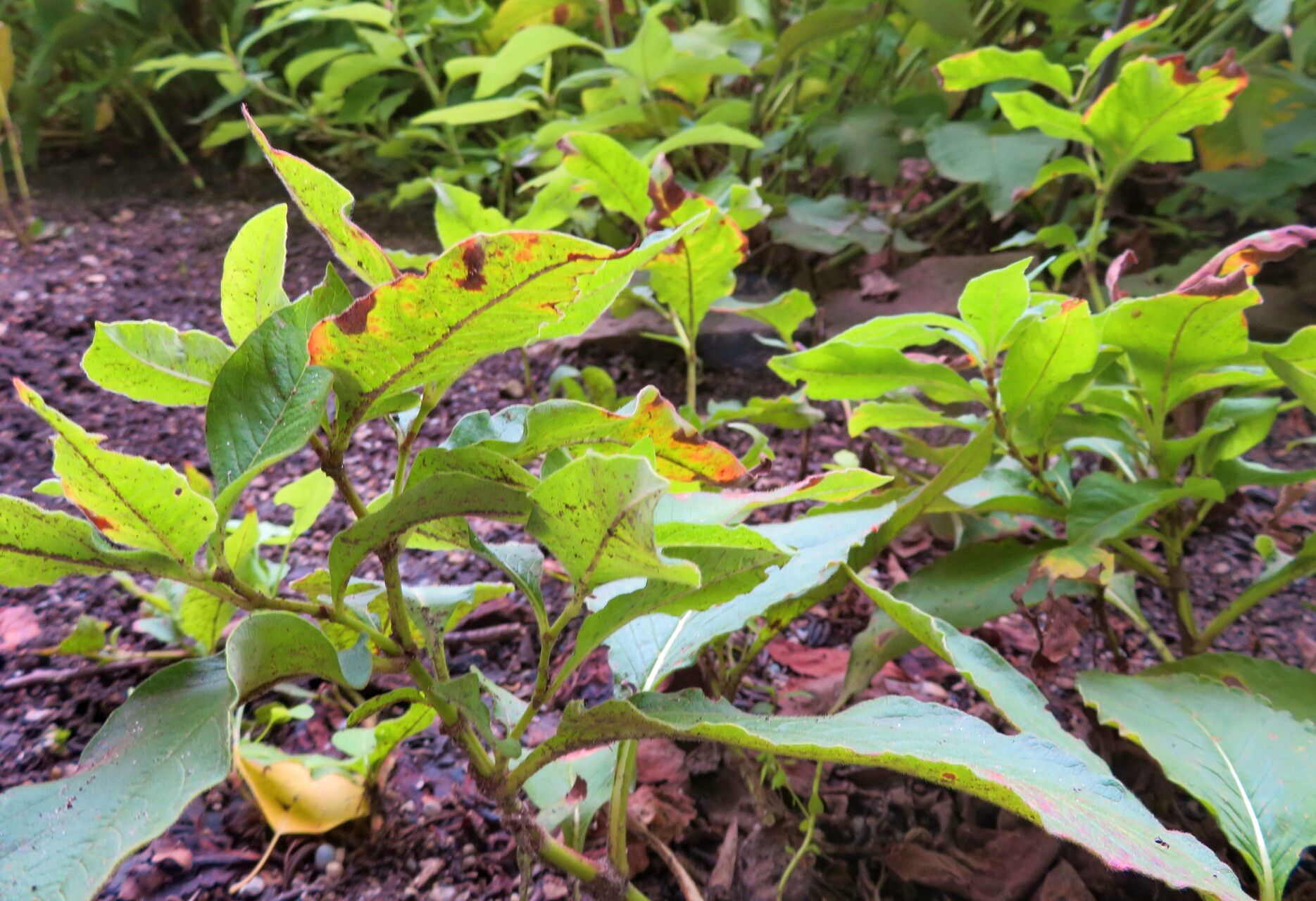 Koenigia ocreata habit