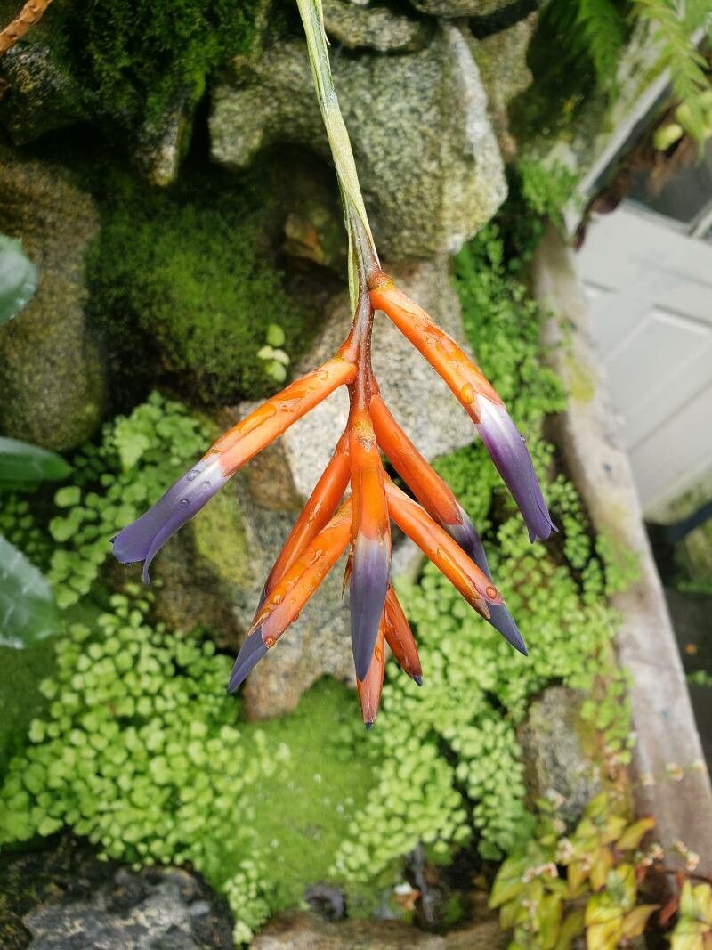 Quesnelia liboniana flower