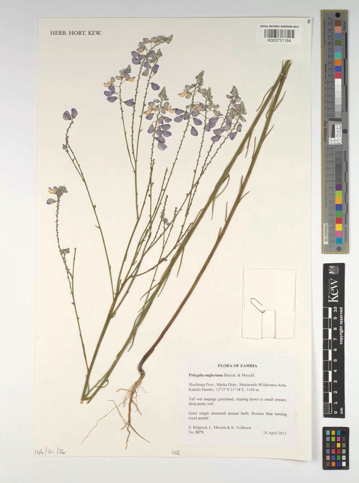 Polygala engleriana — houseplant care guide