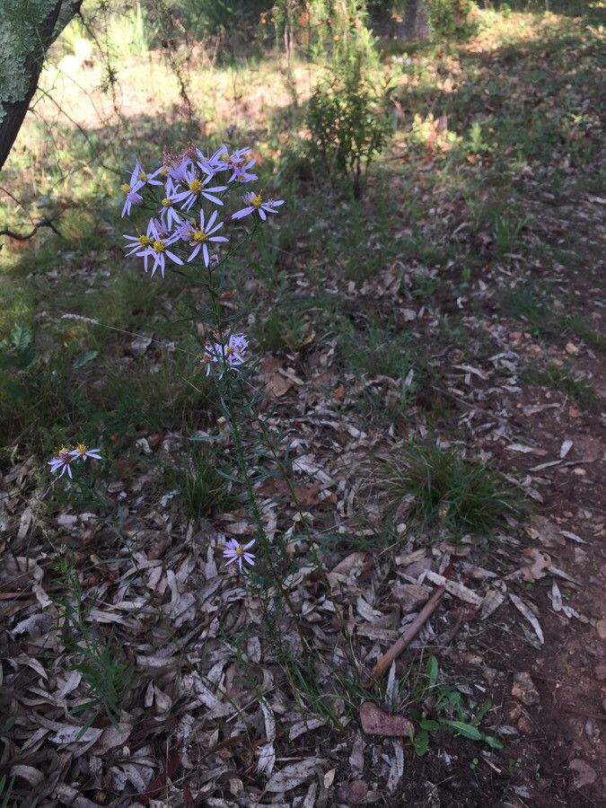Ionactis linariifolia — search result for 'Eastern and central North America'