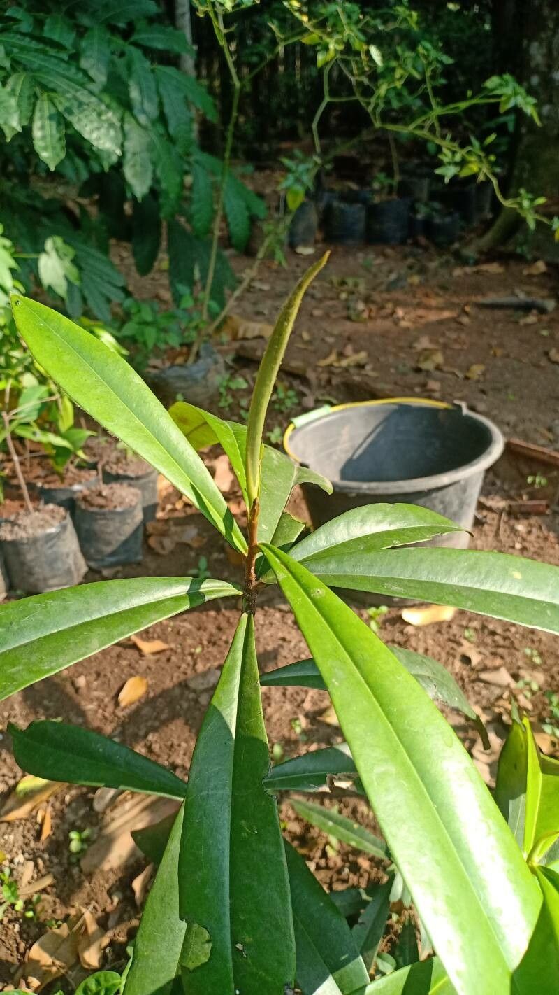 Diospyros celebica — search result for 'Ebenaceae'