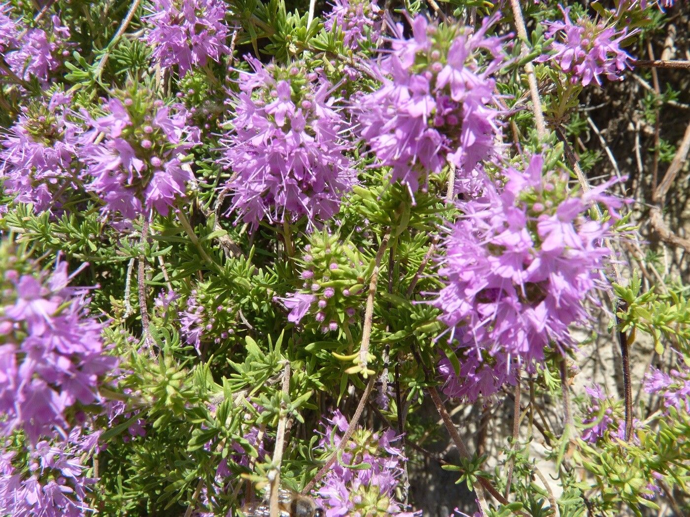 Thymus saturejoides flower