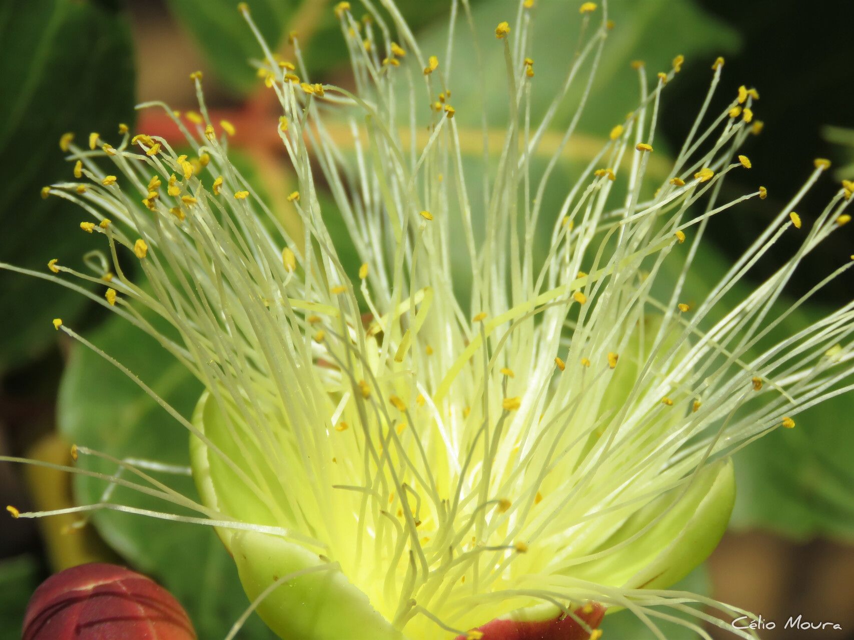 Caryocar coriaceum flower