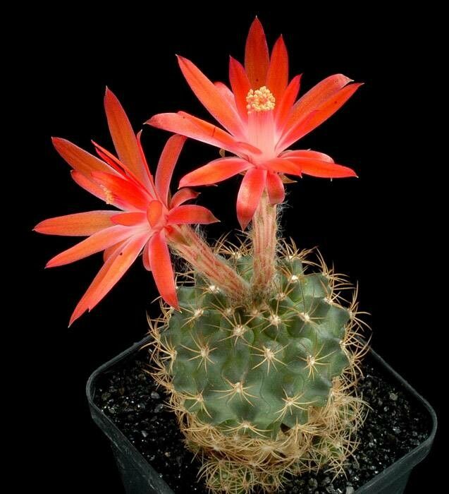 Matucana krahnii — houseplant care guide