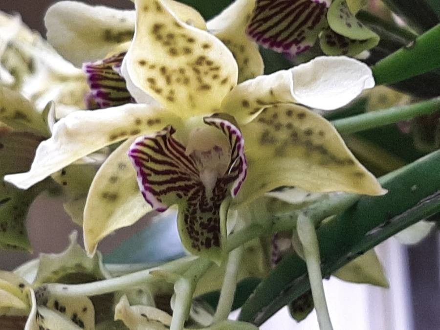 Dendrobium macrophyllum flower