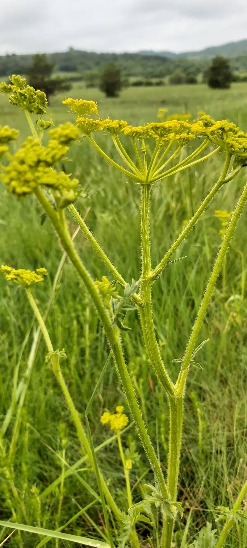 Pastinaca hirsuta flower