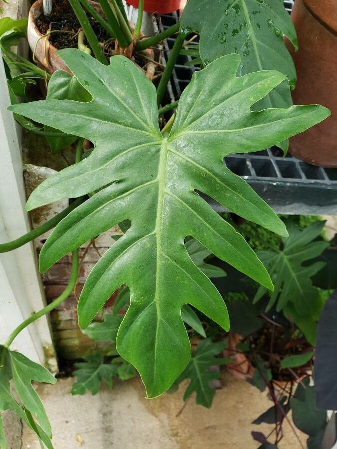 Philodendron pinnatifidum — search result for 'Venezuela'