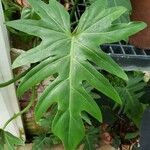 Philodendron pinnatifidum