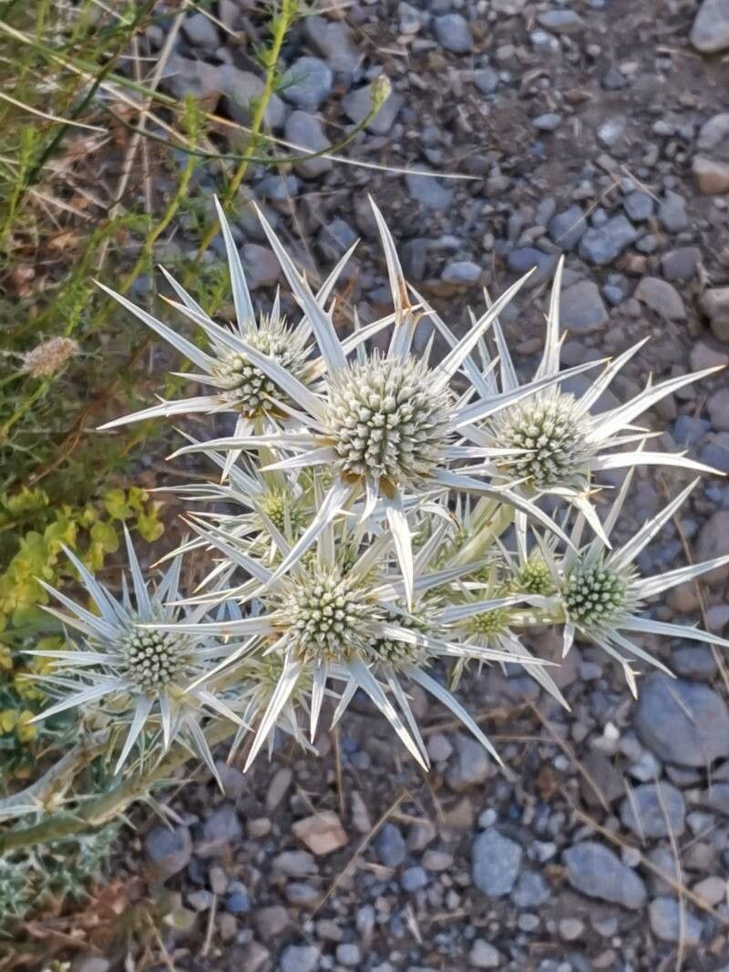 Eryngium glaciale flower