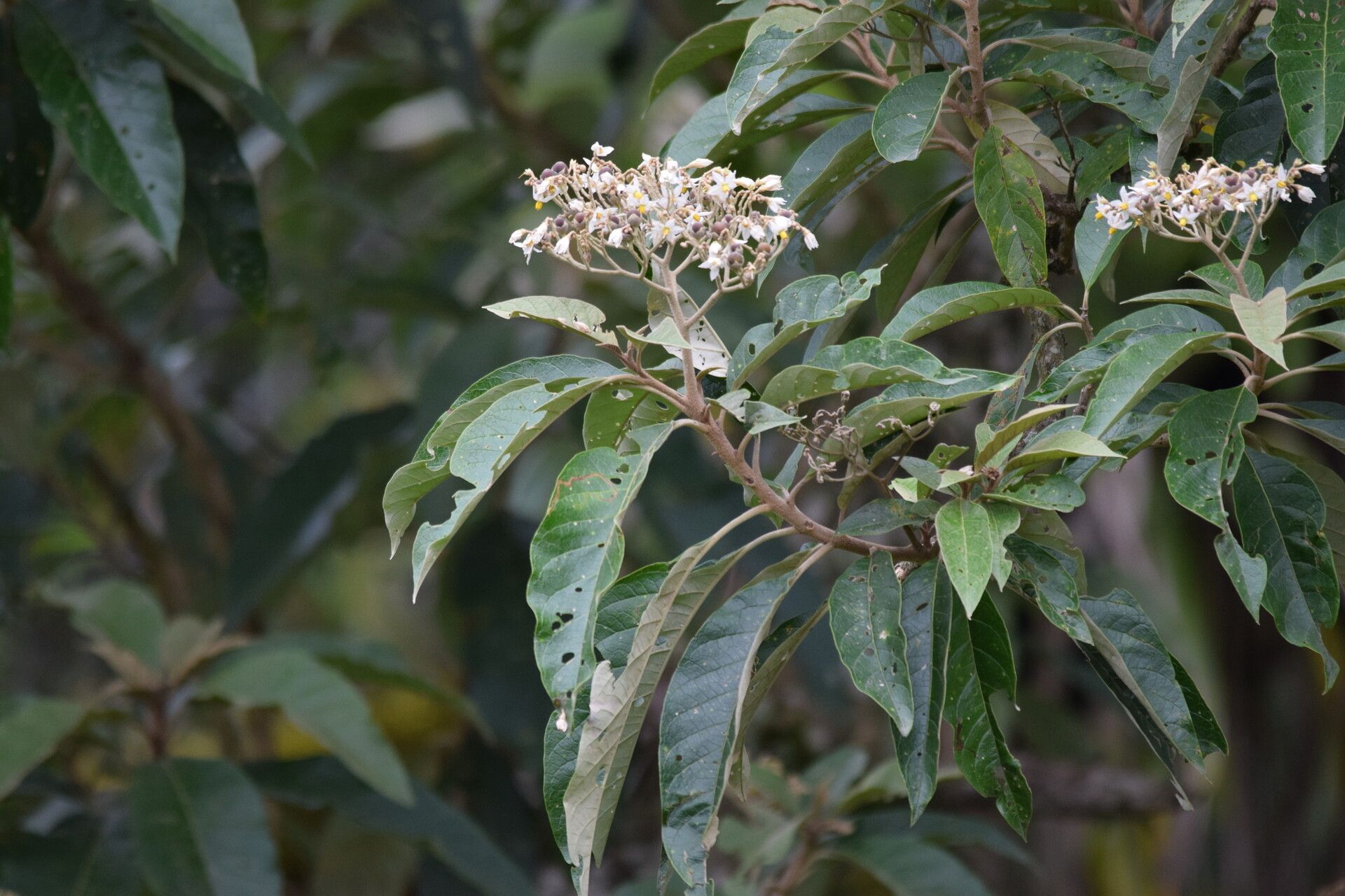 Solanum bullatum habit