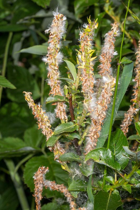 Salix breviserrata fruit