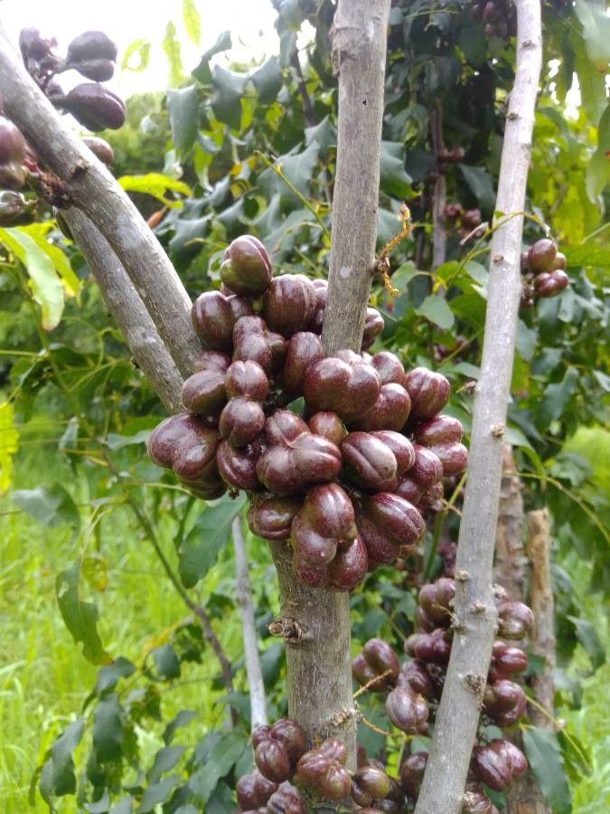 Cupaniopsis glomeriflora fruit