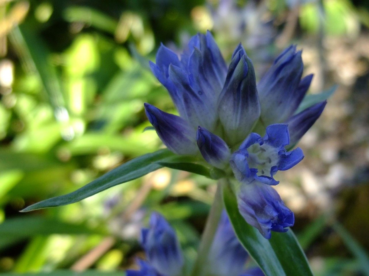 Gentiana walujewii flower
