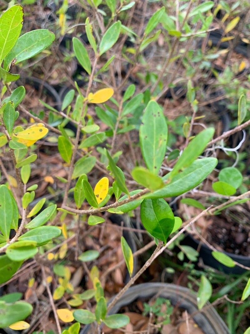 Eugenia foetida — search result for 'Myrtaceae'