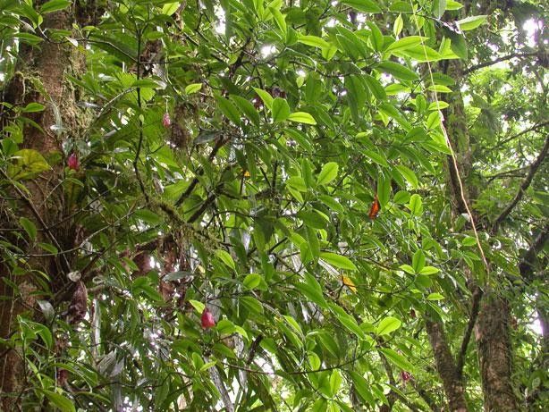 Clusia gracilis habit