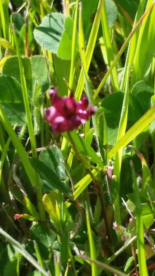 Trifolium depauperatum — search result for 'Trifolium'