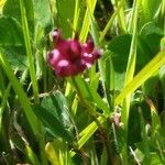 Trifolium depauperatum