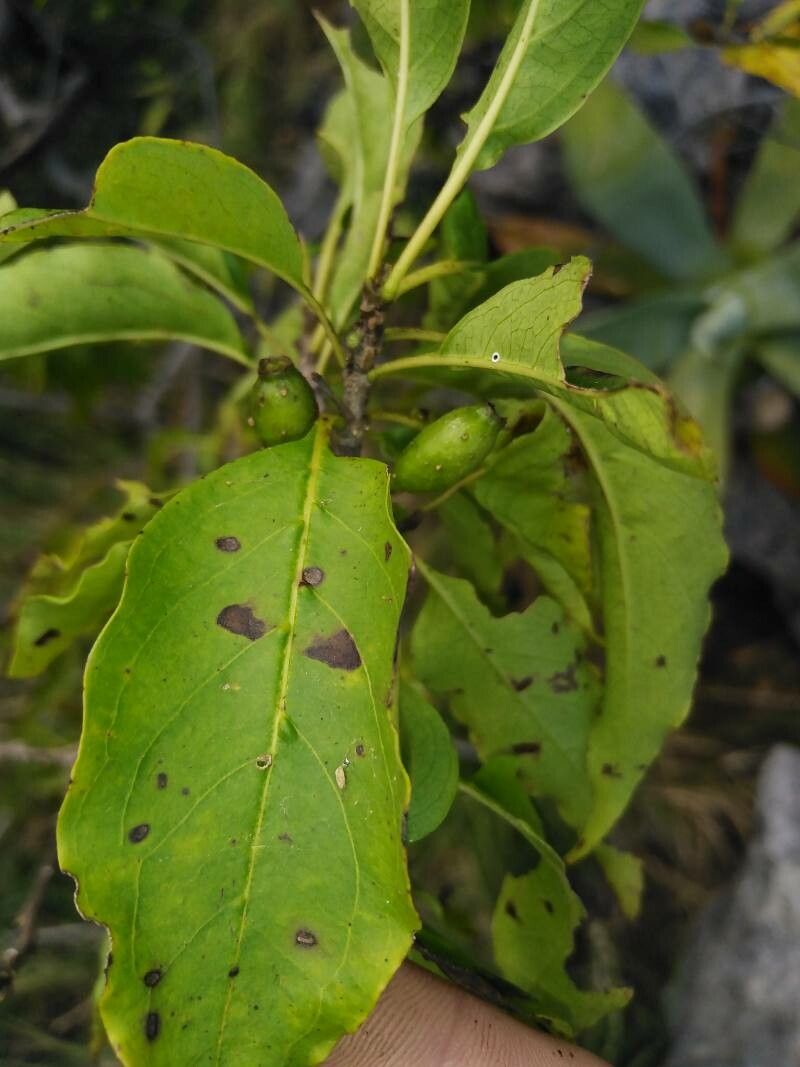 Exostema caribaeum fruit