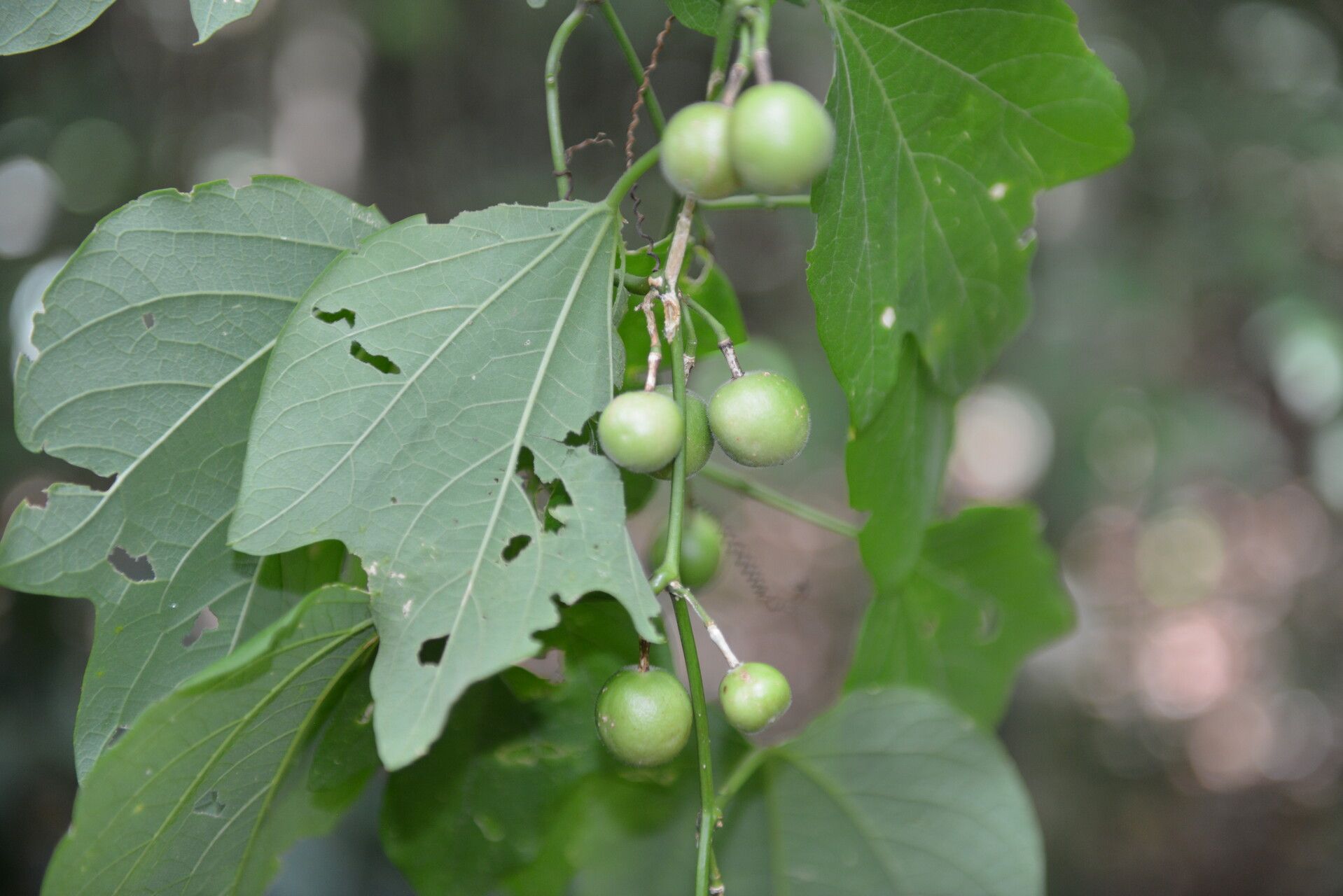 Passiflora holosericea fruit