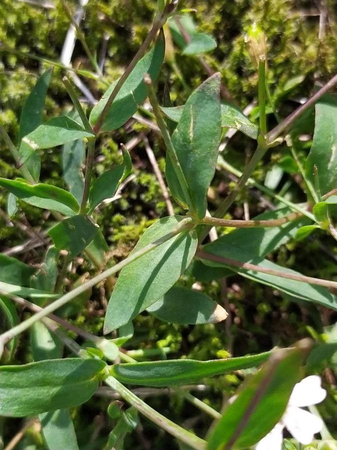 Atocion rupestre — related species from the same genus