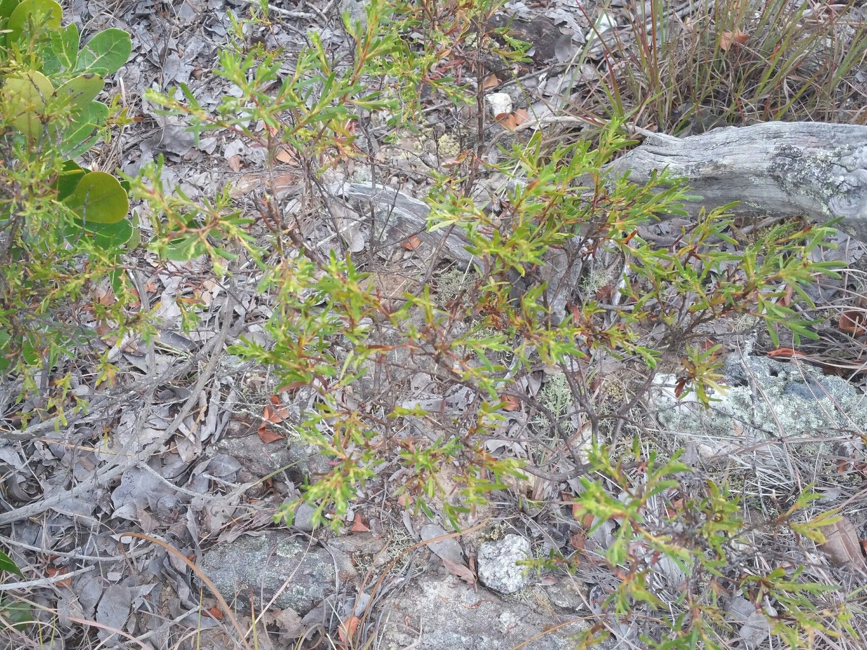 Anthospermum isaloense habit