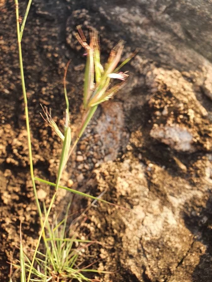 Hyparrhenia filipendula fruit