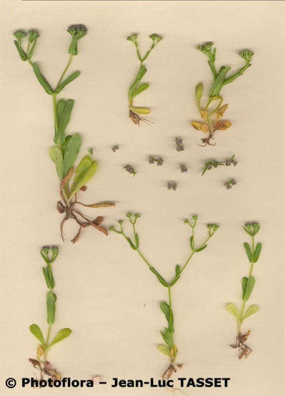 Valerianella microcarpa habit