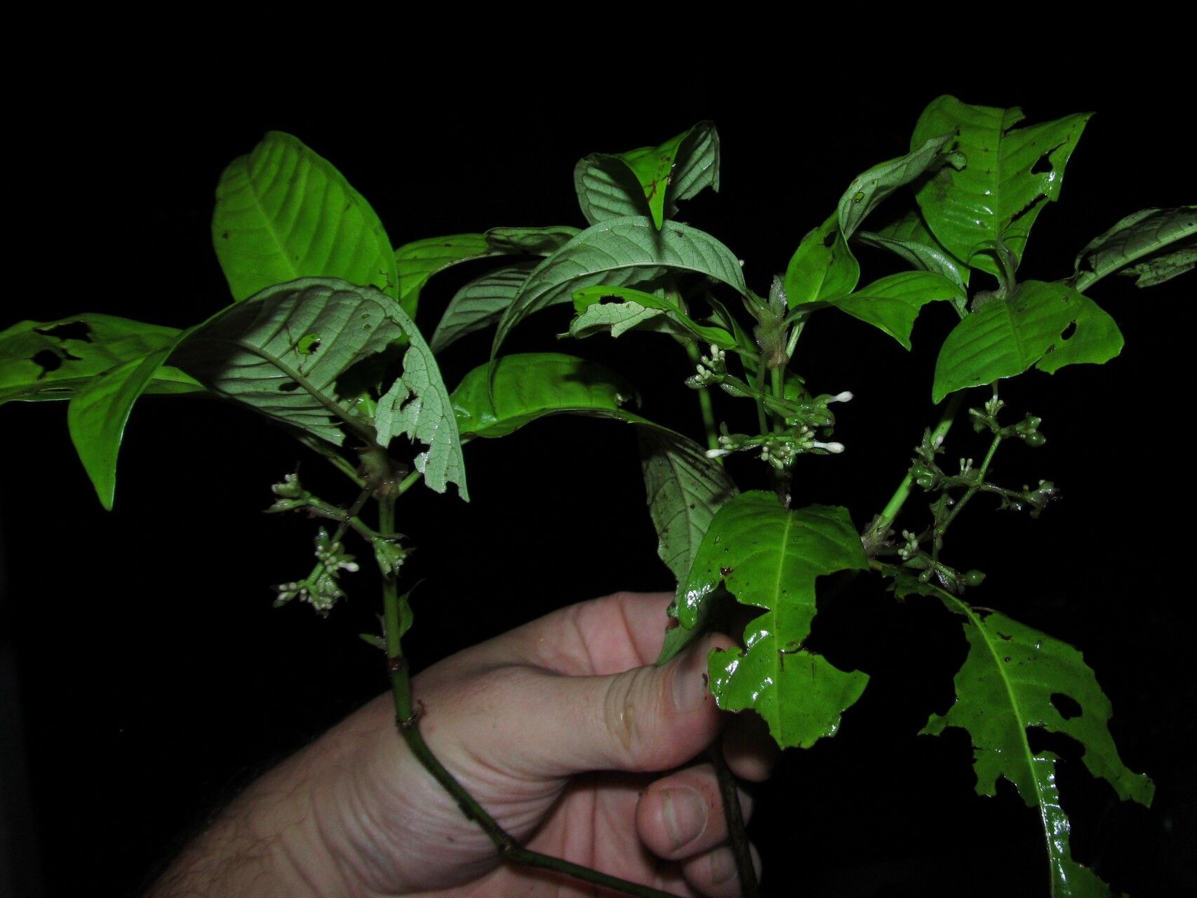 Psychotria latistipula habit