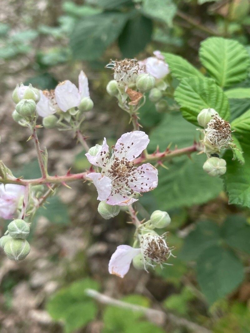 Rubus armeniacus flower