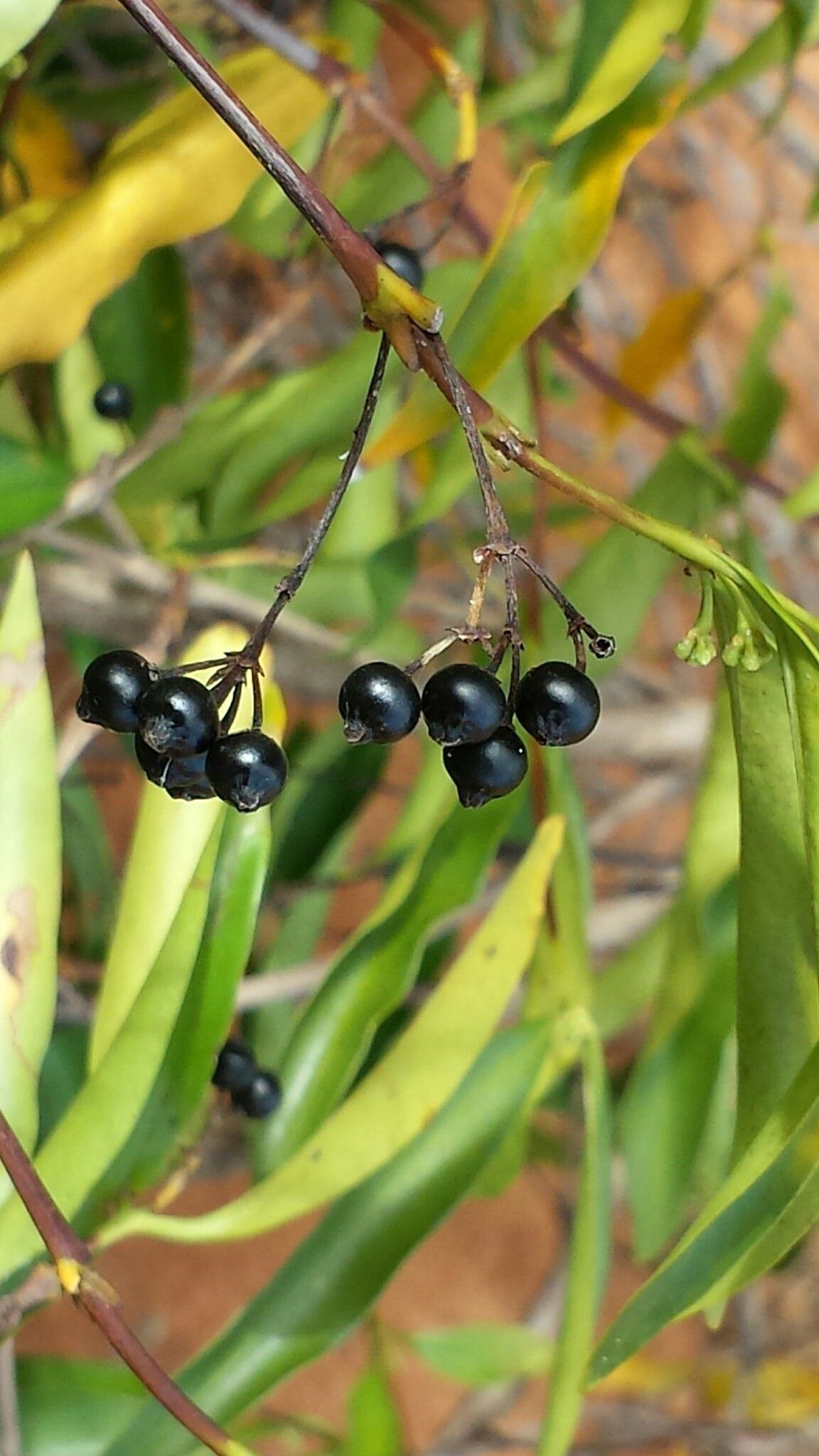 Coptosperma madagascariense — houseplant care guide