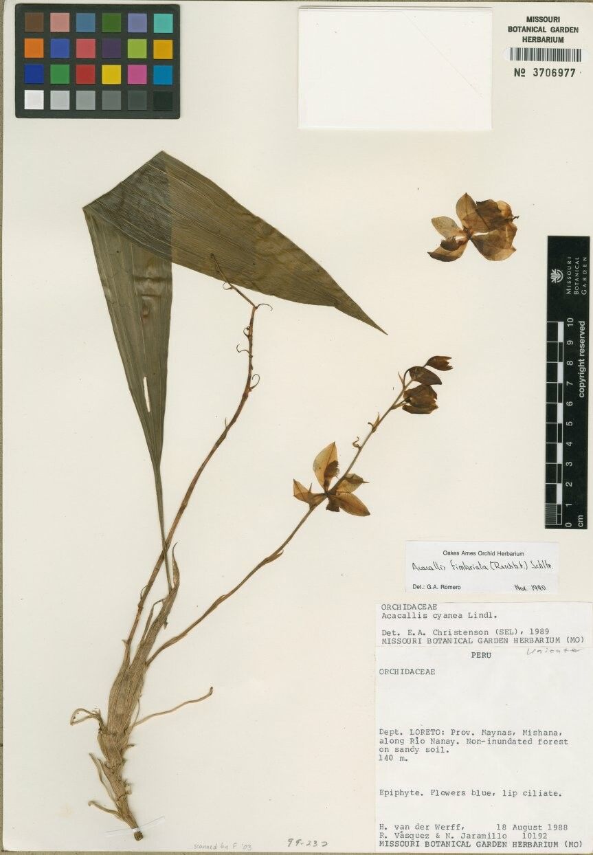 Aganisia cyanea other