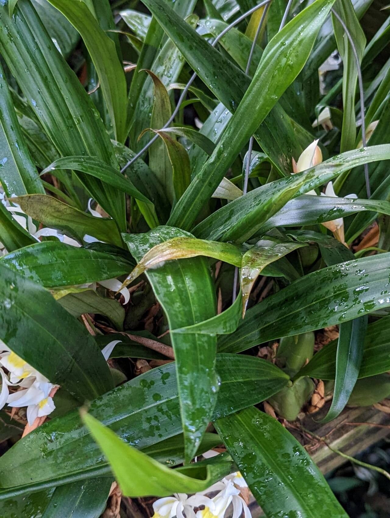 Coelogyne foerstermannii — houseplant care guide