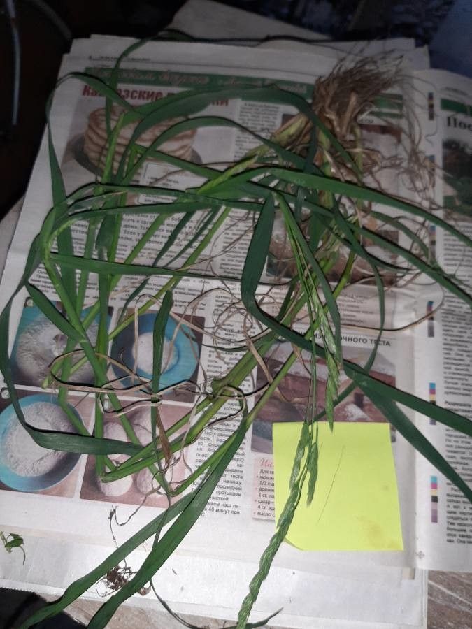 Agrostis vinealis — search result for 'Mongolia'