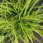 Carex morrowii