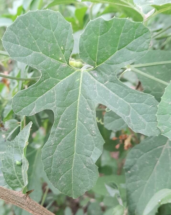 Melothria warmingii — houseplant care guide