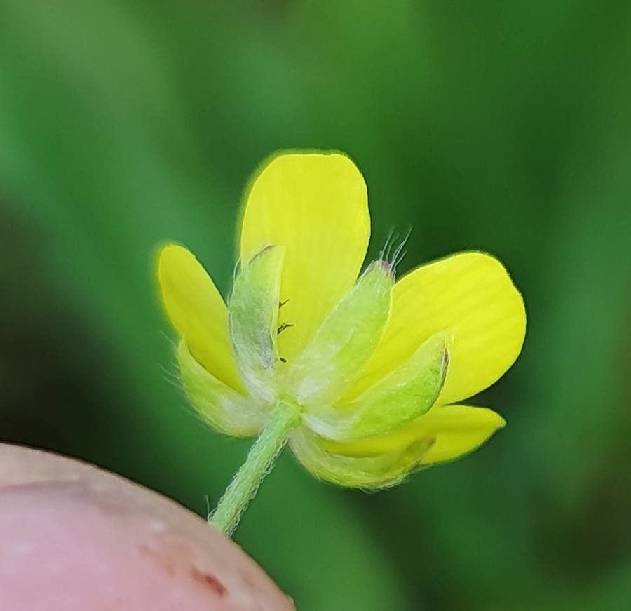 Ranunculus arvensis flower