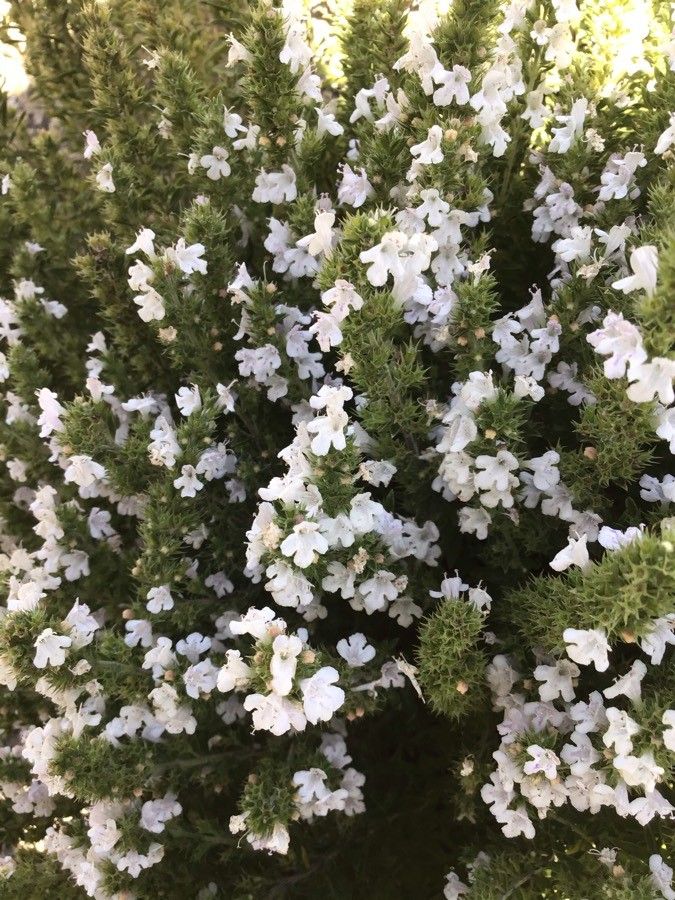 Satureja parnassica flower