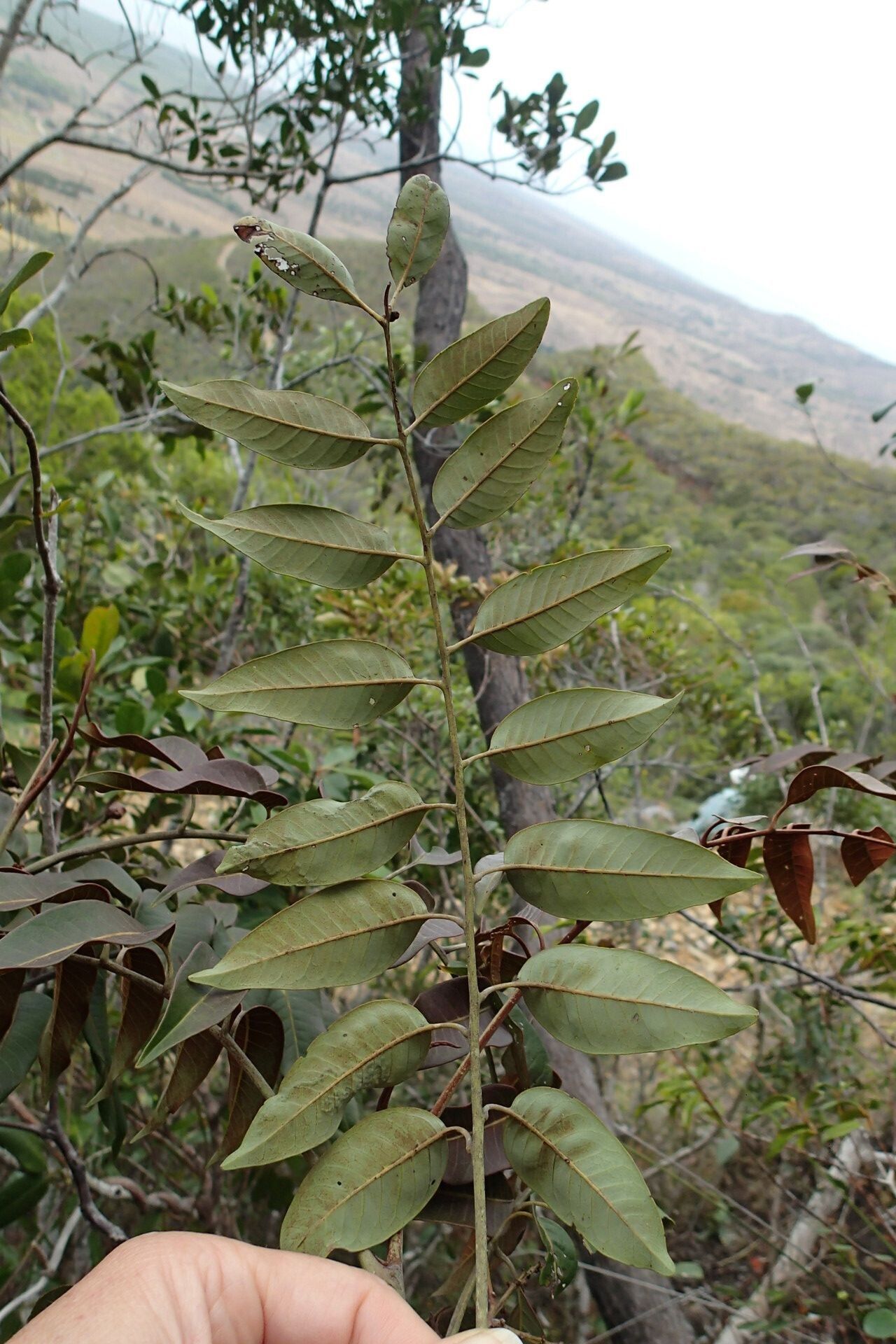 Podonephelium plicatum — houseplant care guide