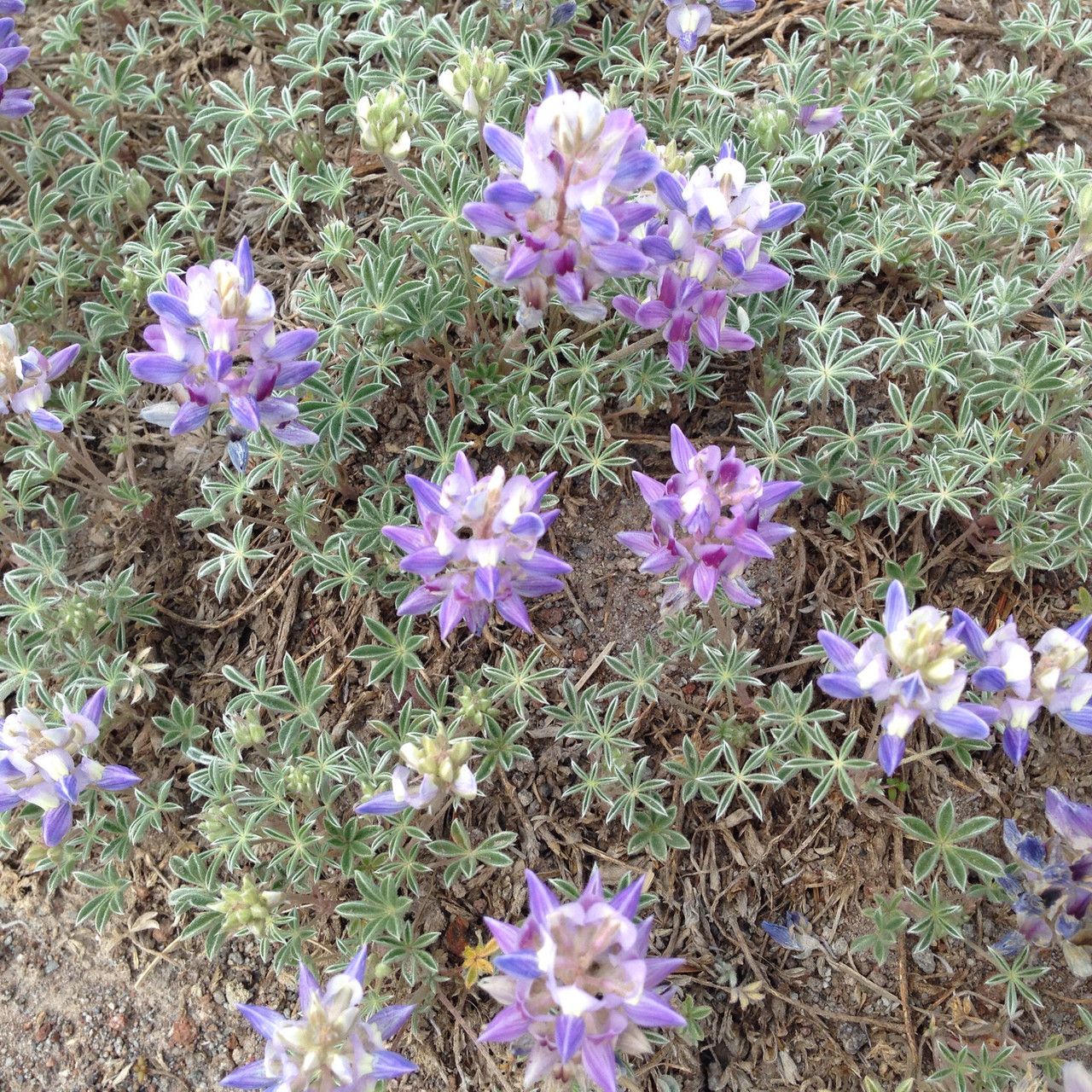 Lupinus sellulus habit