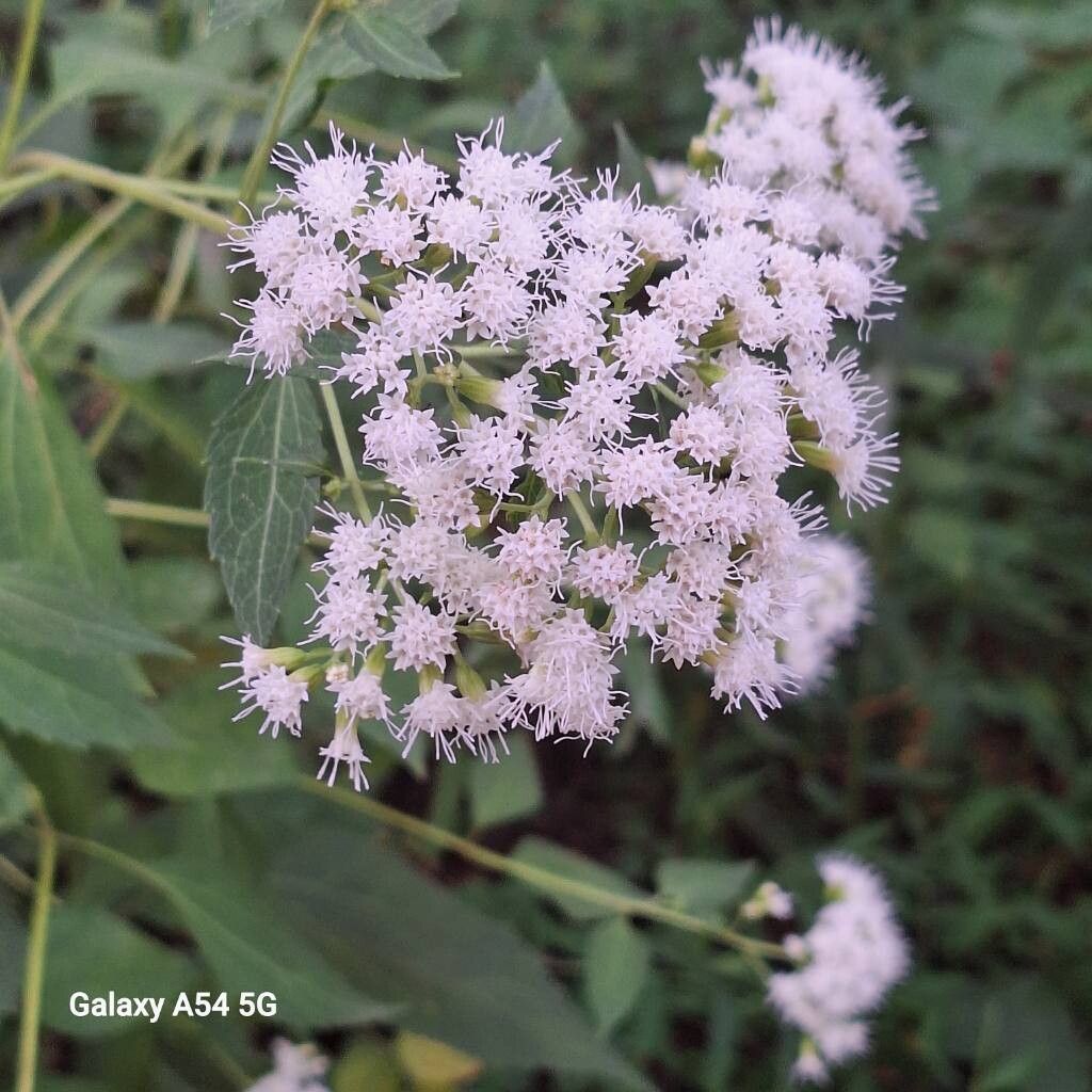 Ageratina roanensis — search result for 'Ageratina'