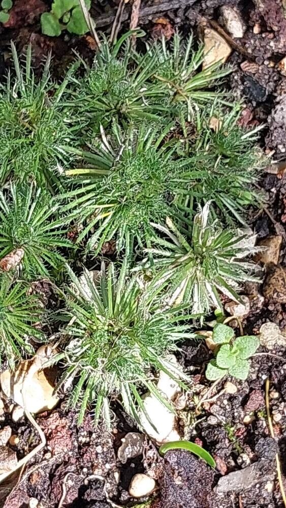 Draba hispanica leaf