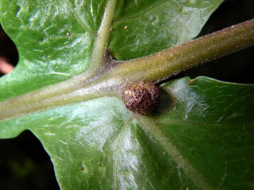 Tectaria incisa bark