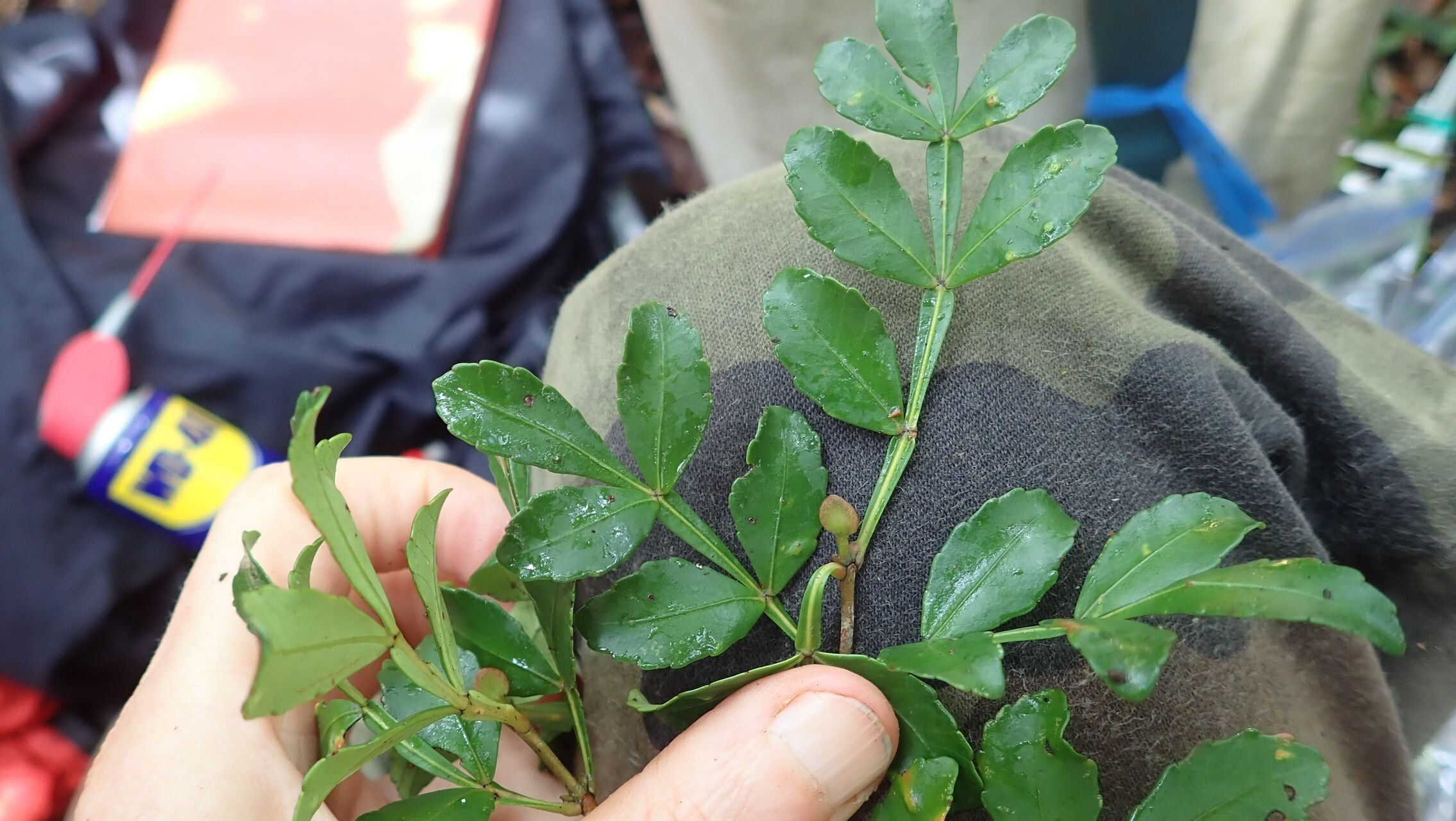 Cunonia montana — houseplant care guide