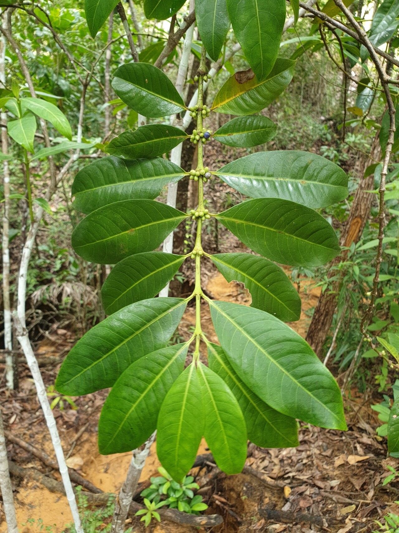 Saldinia longistipulata — houseplant care guide