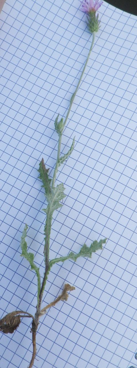 Carduus argentatus habit